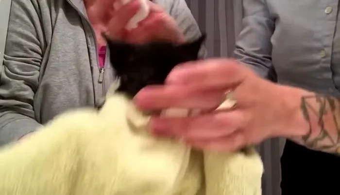 Use cotton rounds with a small amount of soap to gently clean the kitten's head, avoiding the eyes and sensitive areas.