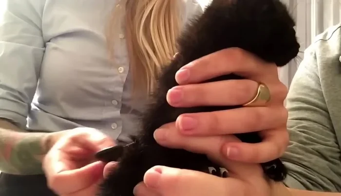 Prepare a bath with comfortably warm water and unscented dish liquid.