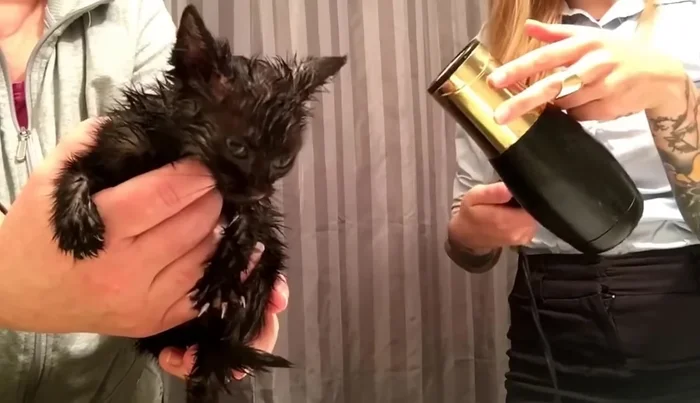 Wrap the kitten in a clean blanket to keep it warm and comfortable.