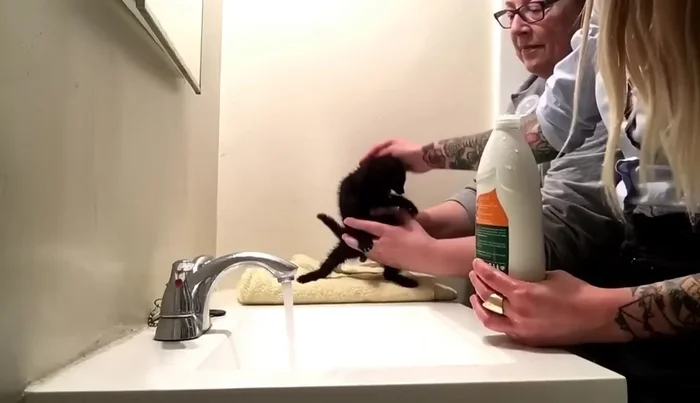 Rinse the kitten thoroughly with comfortably warm water.