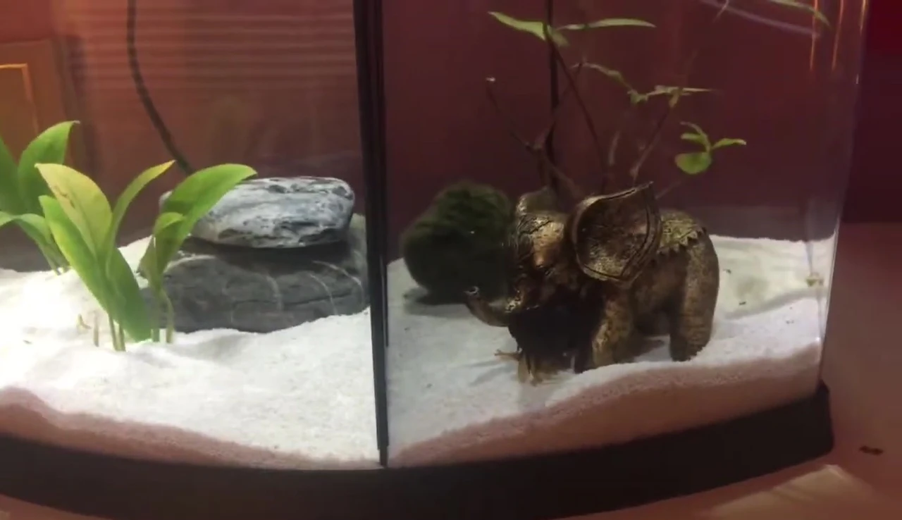 Luna in her previous small tank