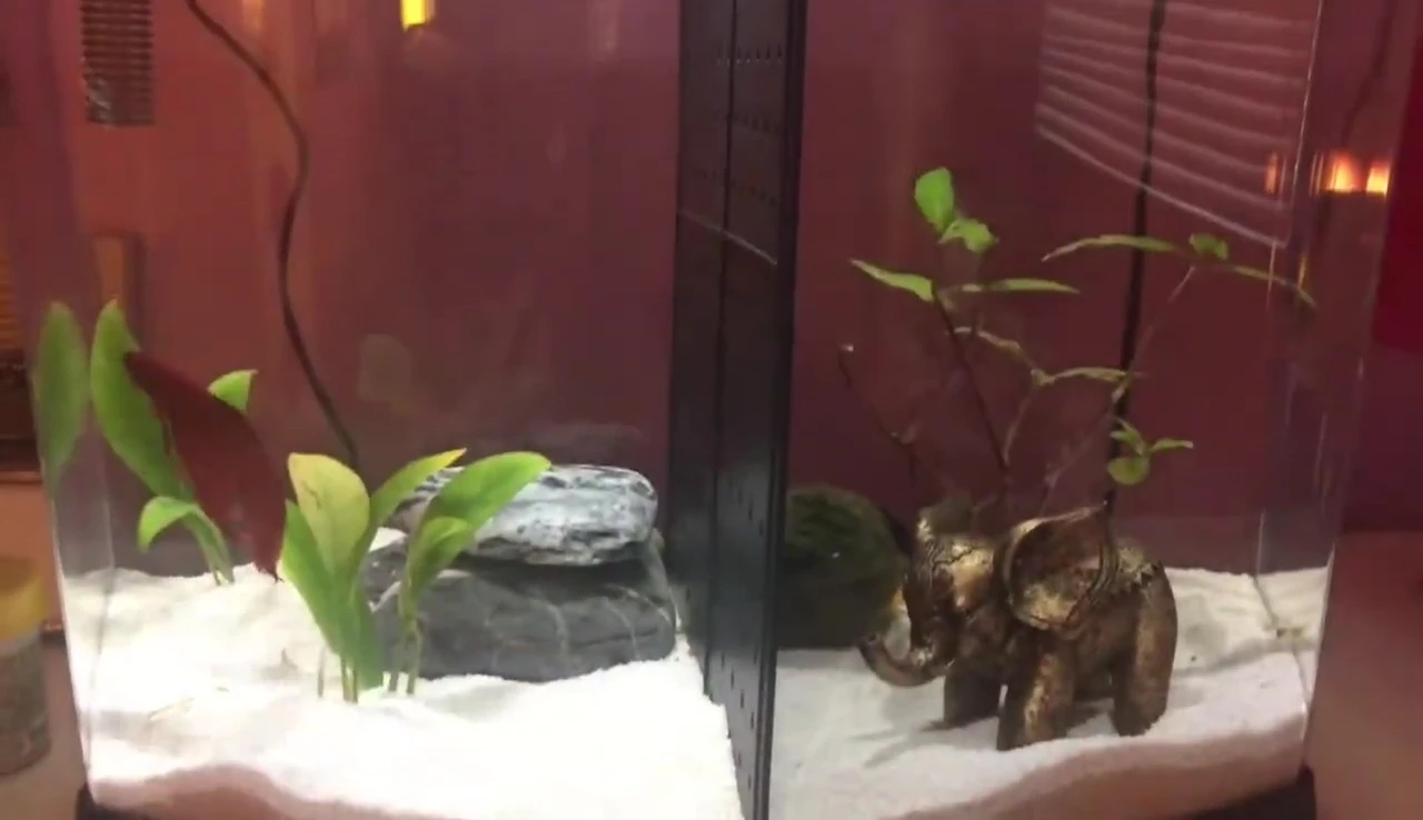 Overall shot of the 5-gallon divided tank