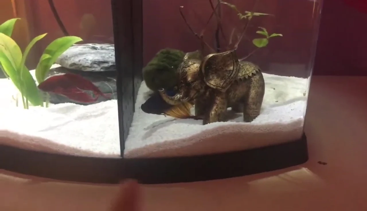 Decorations in Luna's side of the tank