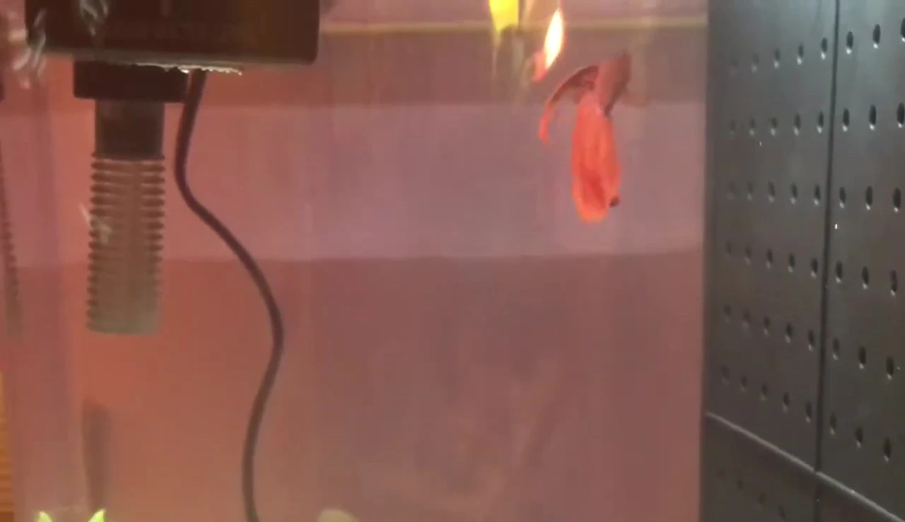 Comet, the new betta fish