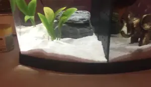 5 Gallon Divided Betta Tank Review: Top Fin Aquarium Setup & Fish Care