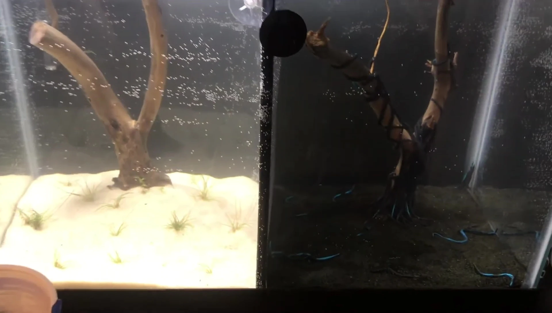 The betta fish maneuvering around the divider.