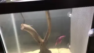 DIY Aquarium Divider: A Simple, Customizable Betta Fish Solution