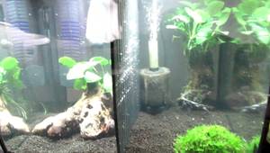 Fluval Flex Divider Mod: Betta Fish Tank Setup Guide