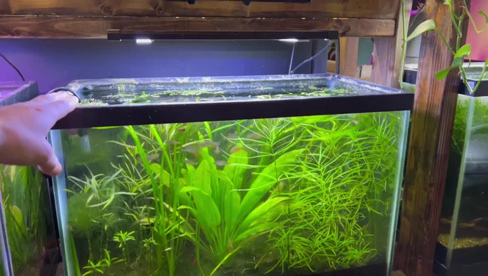 Ensure the light offers a full color spectrum (including reds, blues, and greens) for optimal plant growth and algae control.