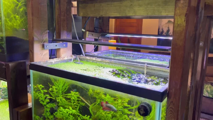 Raise the light 6-8 inches above the aquarium to better distribute the light and prevent algae growth.