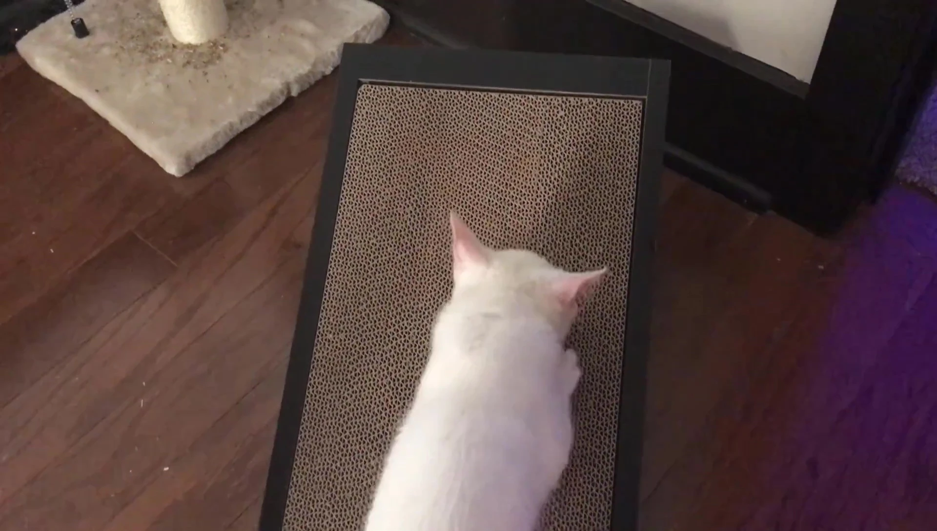 Cat interacting with the cat scratcher.