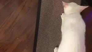 Way Basics Eco Cat Scratcher Review: Sustainable Scratching Bliss?