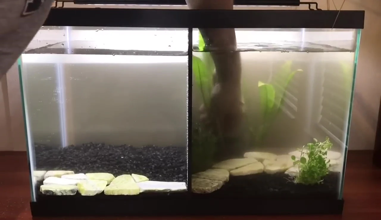 Anubias being added to the tank