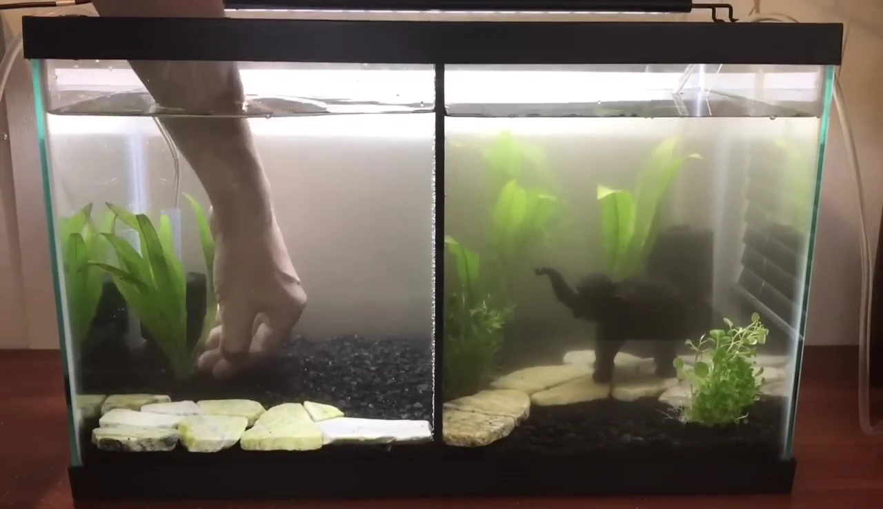 Anubias attached to a decorative tree