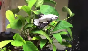 10 Gallon Divided Betta Tank Setup: A Beginner's Guide