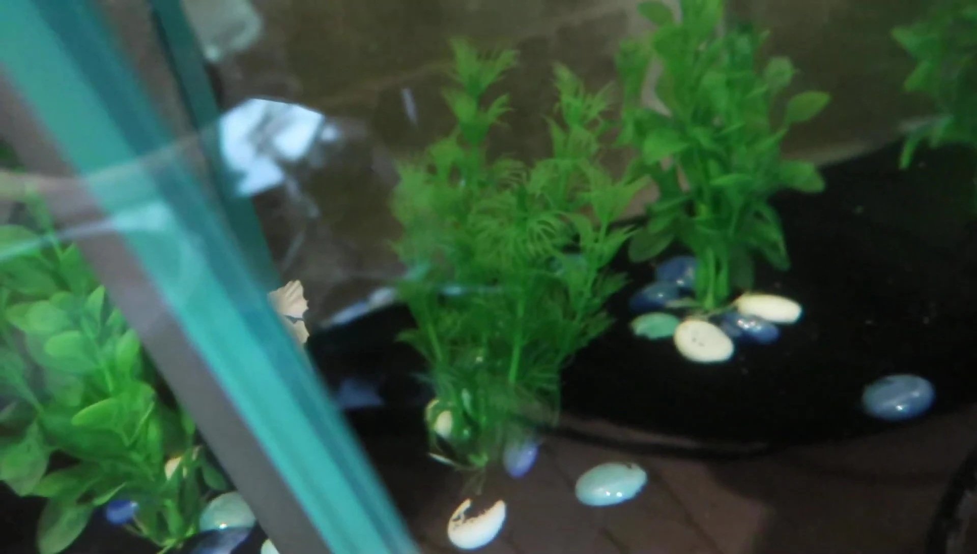 The narrator showing all three betta fish in their new home