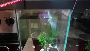 Betta Fish Divider Tank Setup: A 20-Gallon Aquarium Transformation