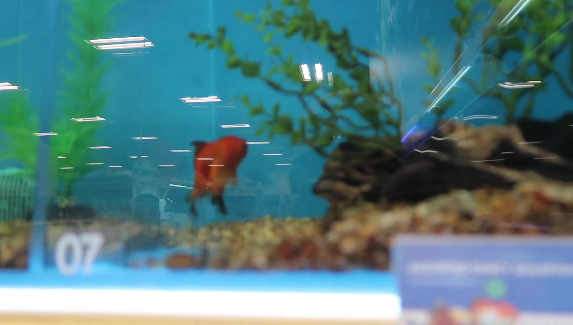Goldfish in the pet store