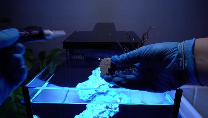 Inspect corals for any remaining pests (algae, etc.) and remove them with tweezers.