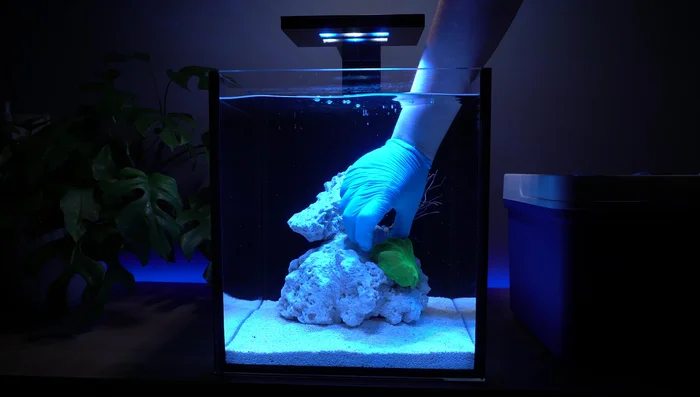 Glue corals to rocks if necessary to prevent them from falling.