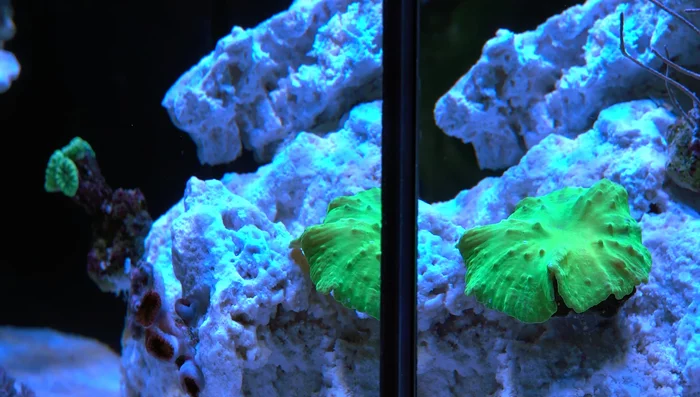 Add corals slowly, a few pieces each week, to avoid stressing the bacteria and causing ammonia/nitrate spikes.
