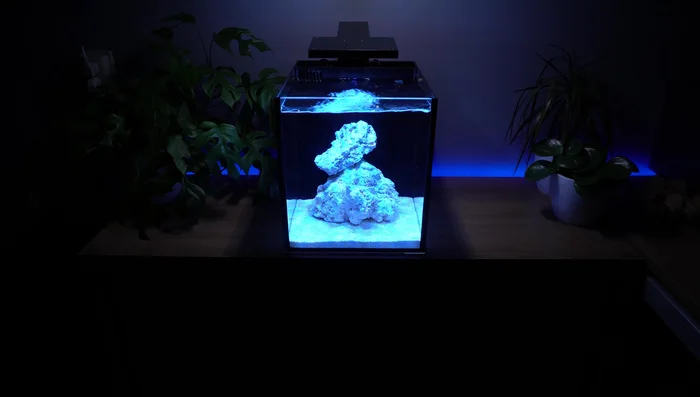 Inspect corals for any remaining pests (algae, etc.) and remove them with tweezers.