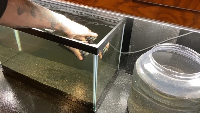 Place the filter sponges in the aquarium, squeezing out all trapped air to make them sink easily.