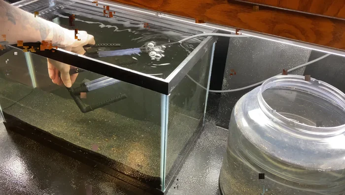 Attach the sponges to the filter intakes, taking care not to damage them.