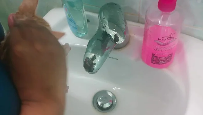 Wet the kitten's head and apply shampoo, massaging gently. Rinse thoroughly.