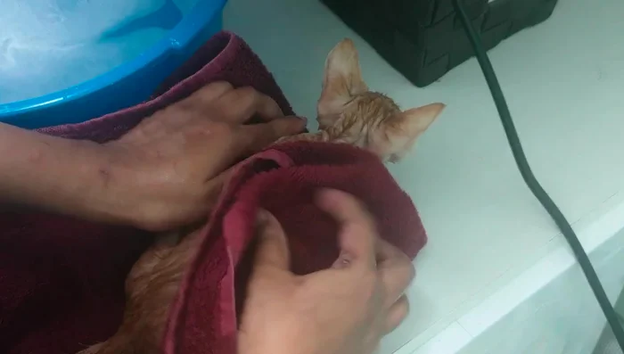 Use a hairdryer to dry the remaining water.