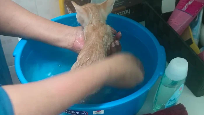 Gently introduce the kitten to the water, allowing it to become comfortable.