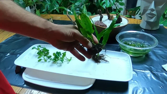 Place the plant on top of the rock or driftwood.