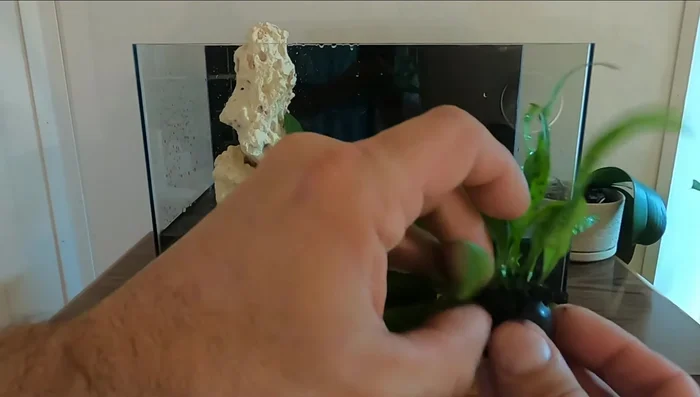 Quickly press the plant onto the rock or driftwood.