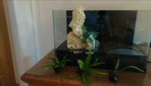 Aquascaping Made Easy: 3 Efficient Methods to Attach Plants to Driftwood & Rocks