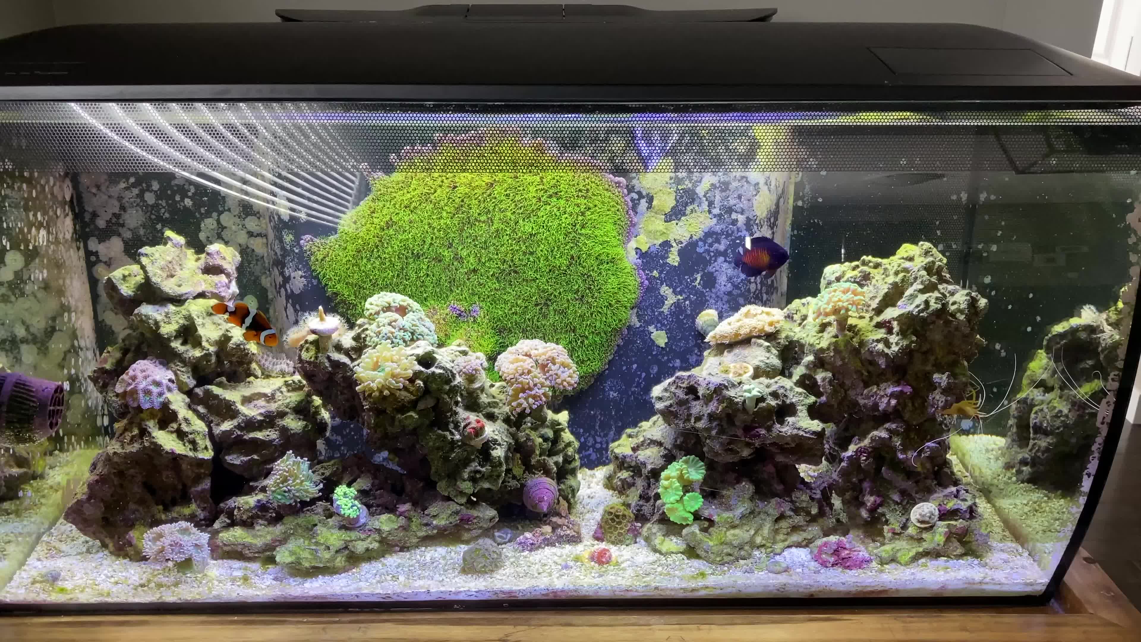 Close-up of various corals thriving in the Fluval Flex 32.