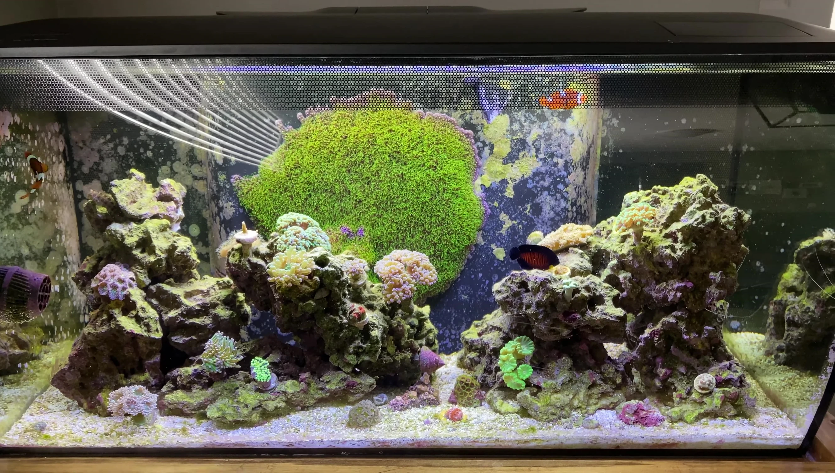 Overview of the entire Fluval Flex 32 setup.
