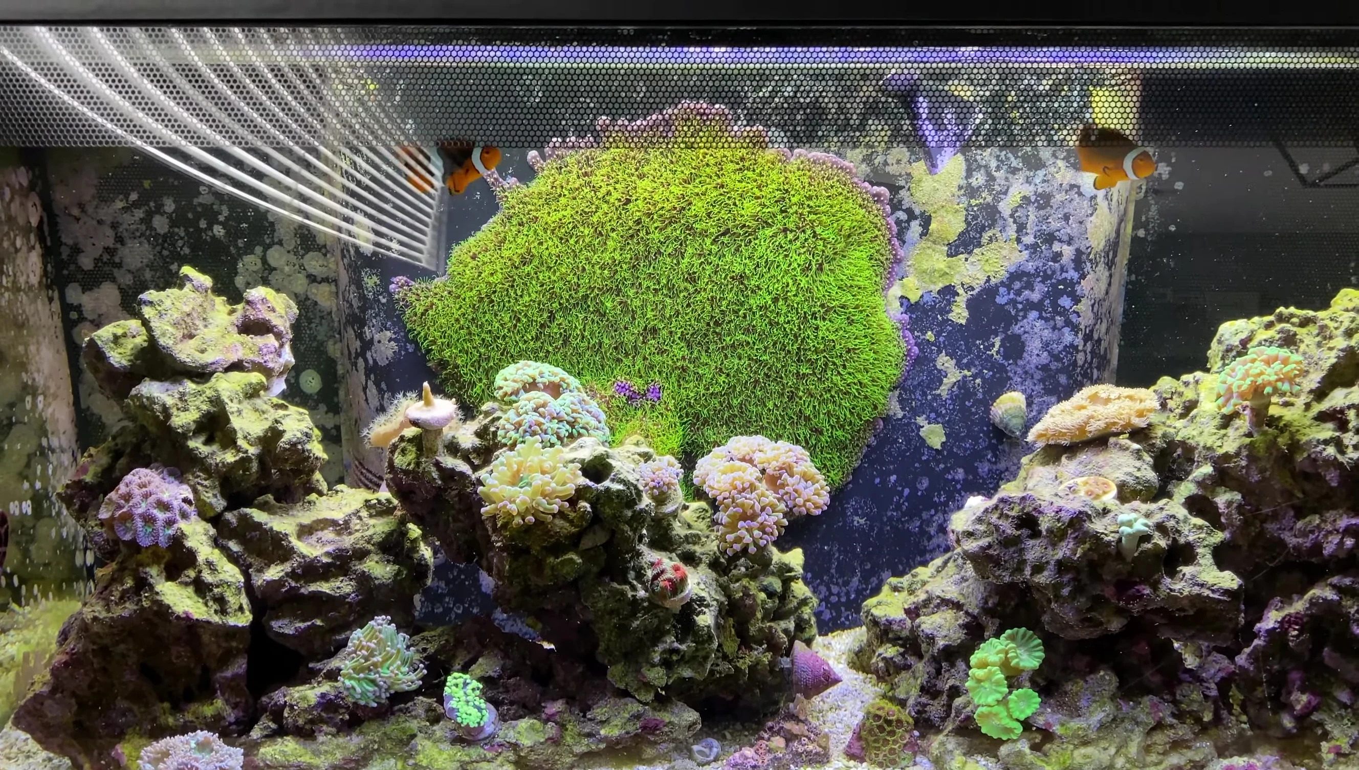 Various cleanup crew members in the tank.