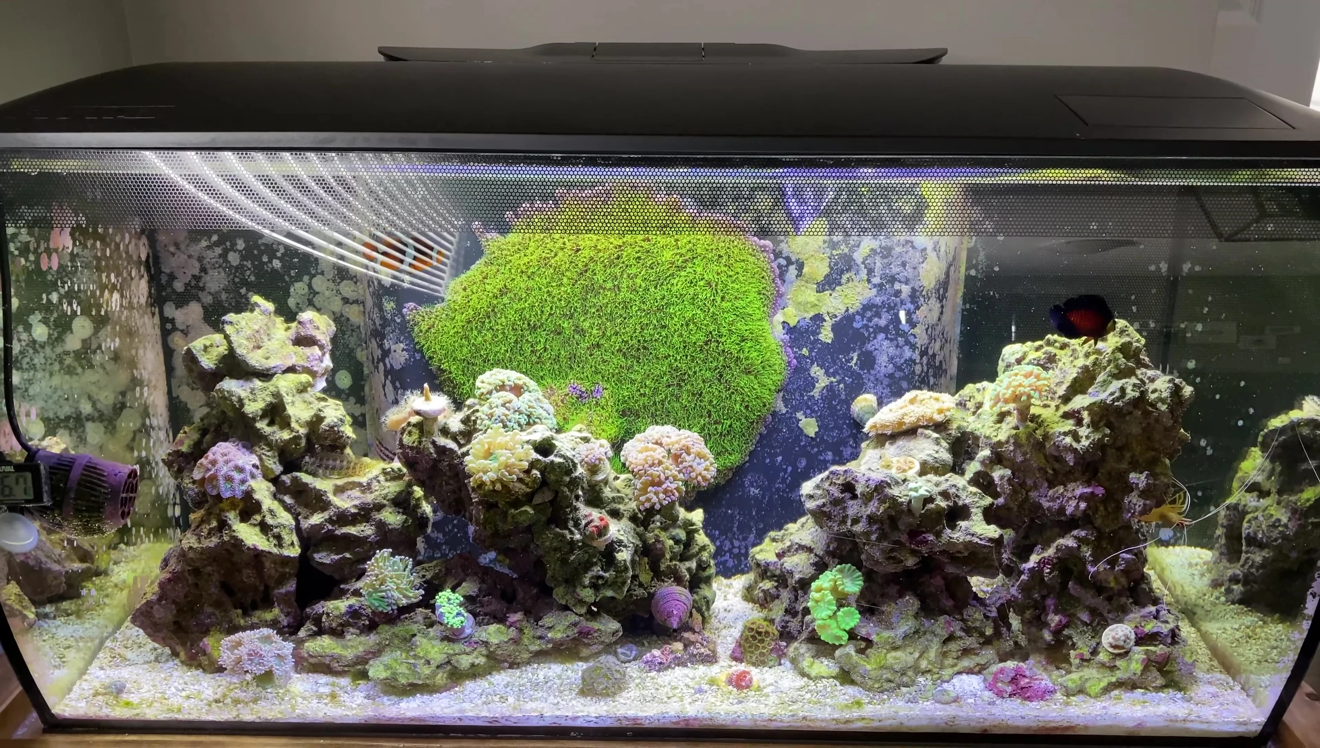 A slow-growing SPS coral in the Fluval Flex 32.