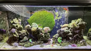 Fluval Flex 32 Marine Review: Easy Coral Keeping with Stock Lighting