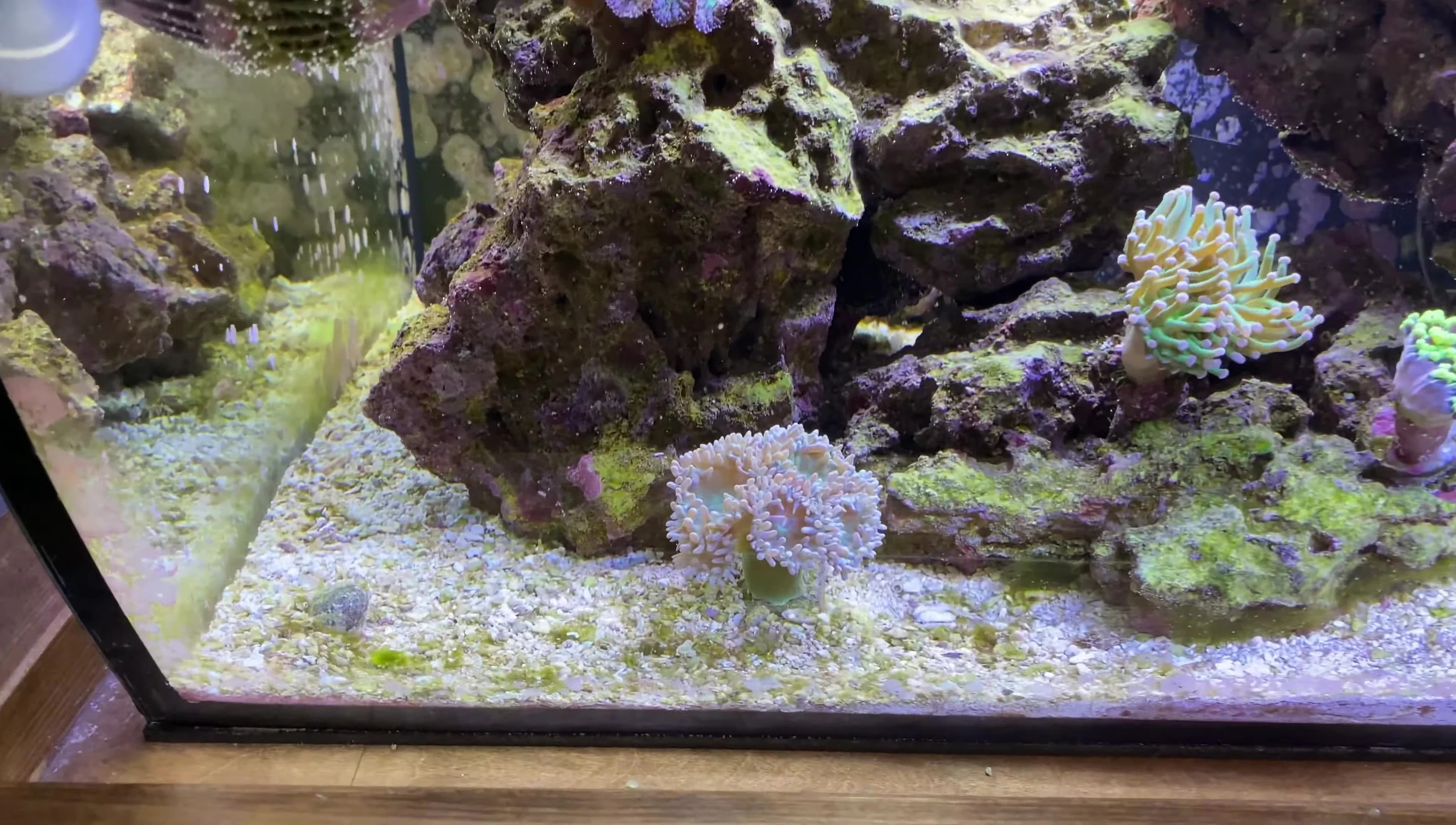 An Australian Duncan coral in the tank.