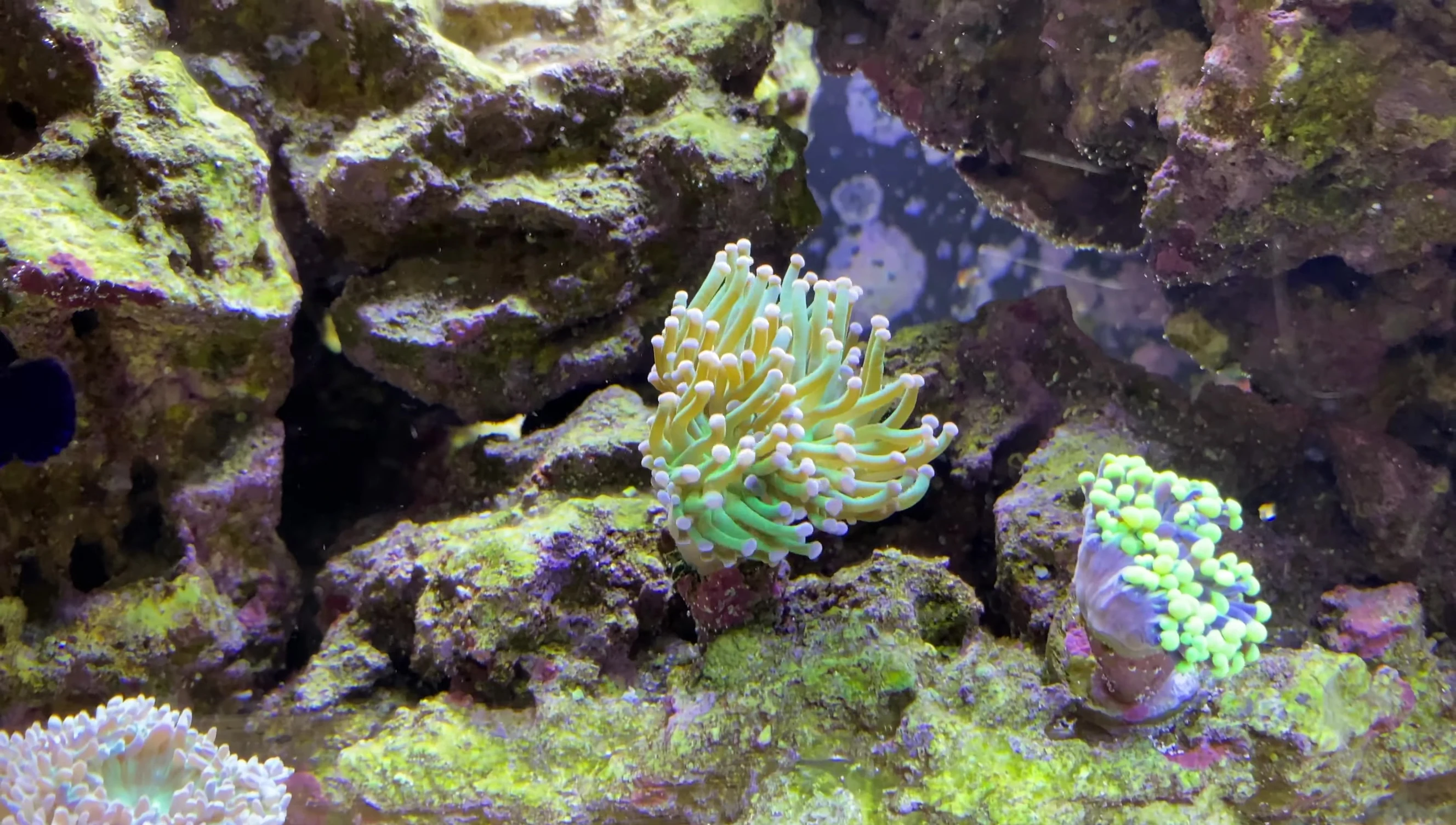Closer view of the SPS coral.