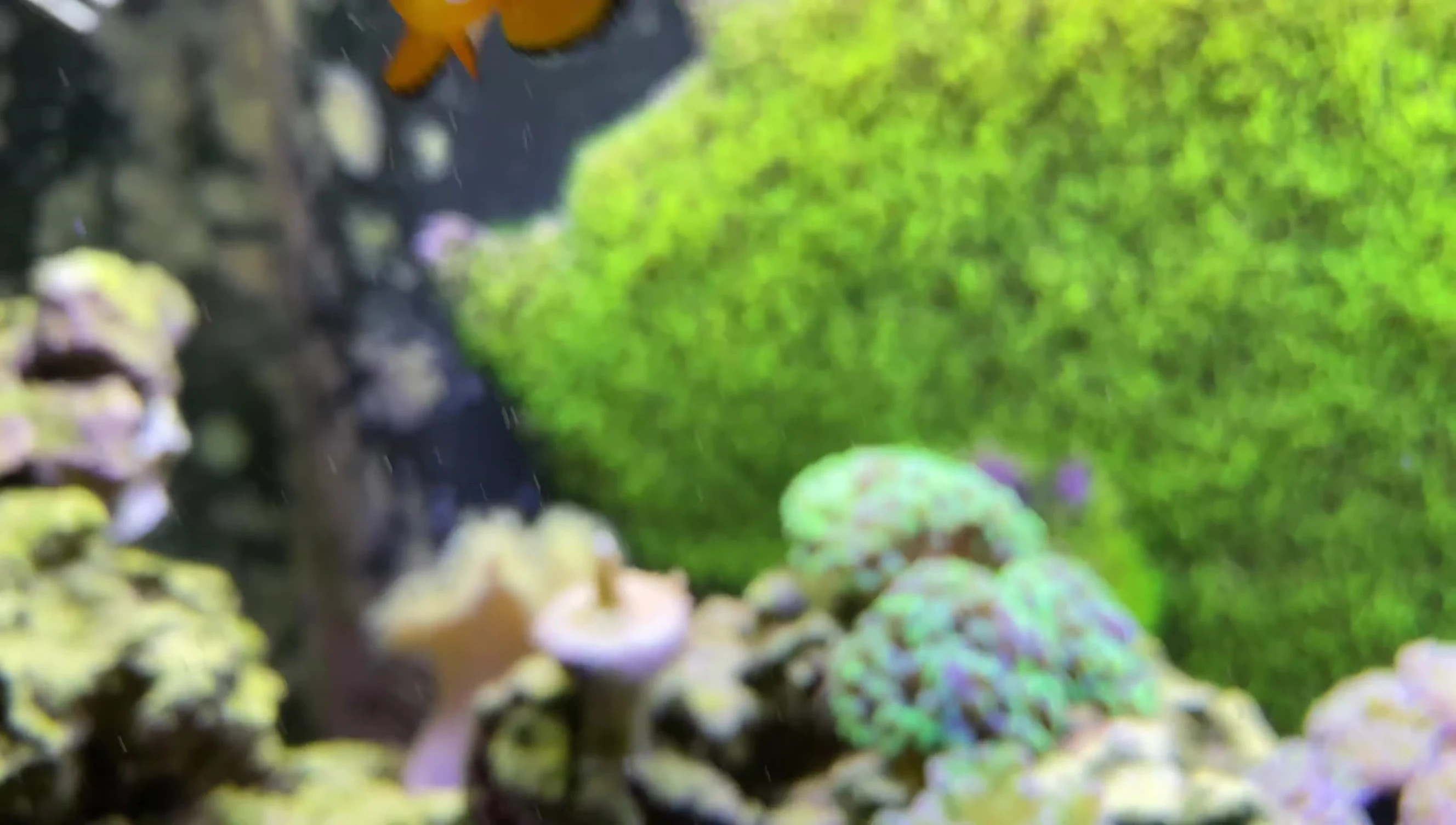 Clownfish and frog spawn in the Fluval Flex 32.