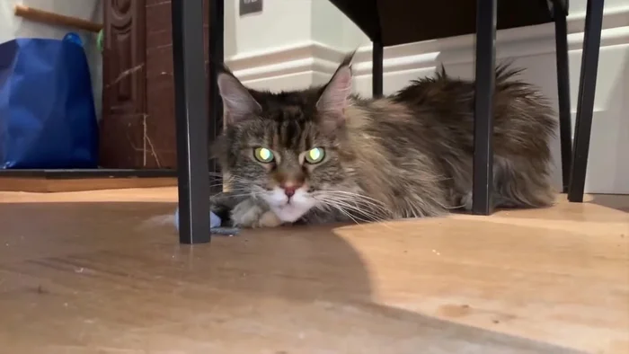 Complete the grooming session. The cat is significantly calmer at the end.