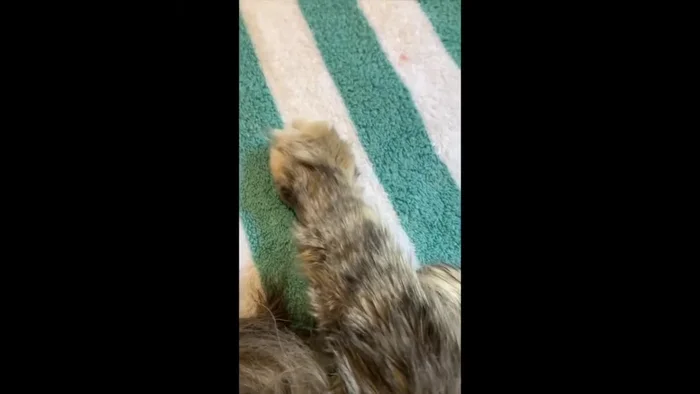 Offer reassurance and gentle handling. Speak softly and use calming words.