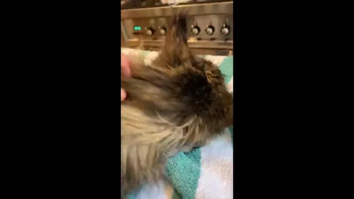 Provide a short play session with a toy to create a positive association with the grooming process. This helps to distract and calm the cat before proceeding.