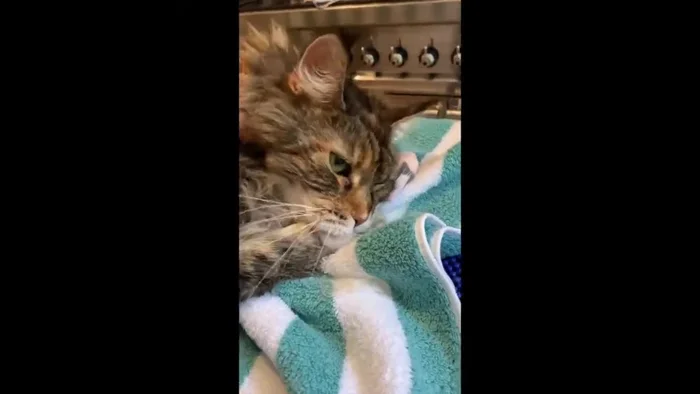 Incorporate additional short play breaks throughout the grooming session as needed to maintain a calm atmosphere.