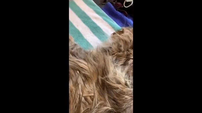 Offer reassurance and gentle handling. Speak softly and use calming words.