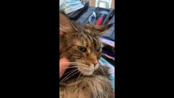 Incorporate additional short play breaks throughout the grooming session as needed to maintain a calm atmosphere.