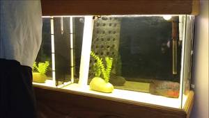 DIY Aquarium Divider: Budget-Friendly & Sturdy Corrugated Plastic Method