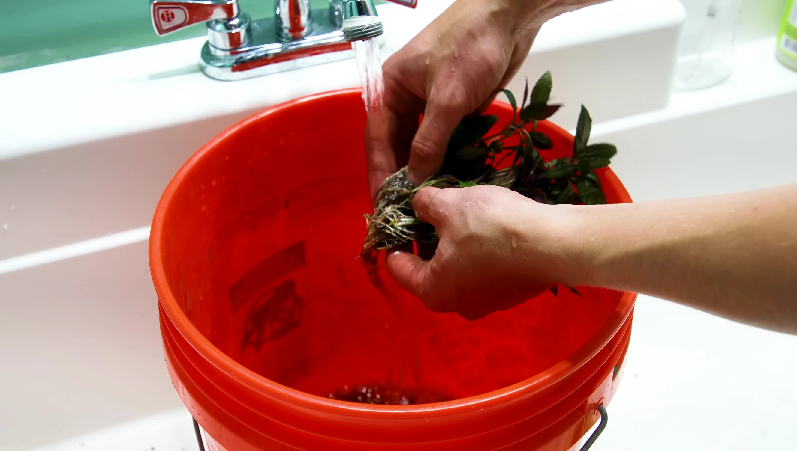 Preparing terrestrial plants